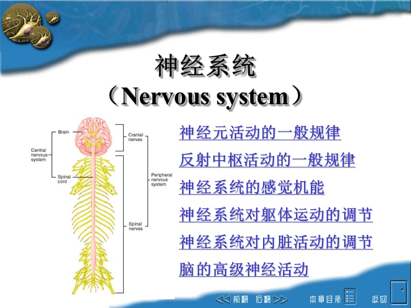 神经系统医学PPT_第1页