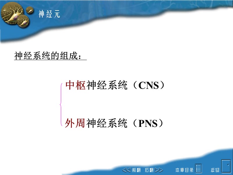 神经系统医学PPT_第3页