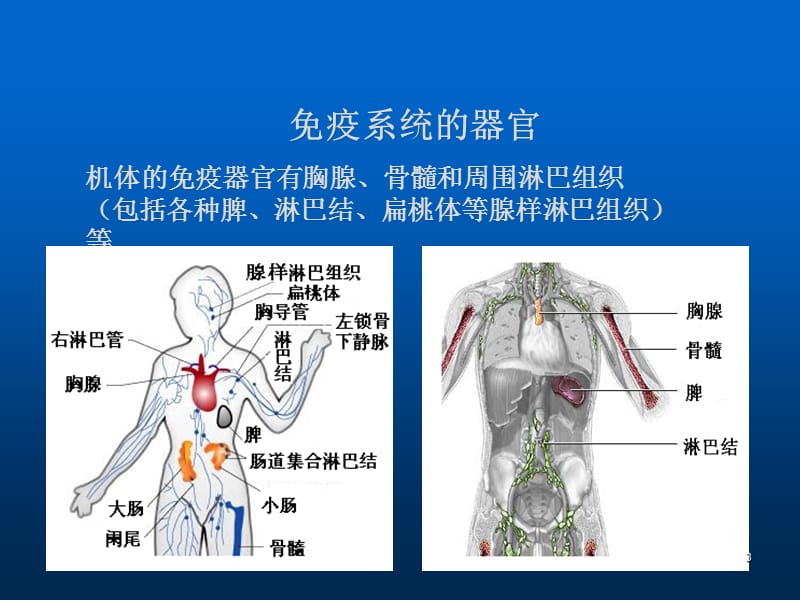 淋巴细胞亚群测定 ppt课件_第3页