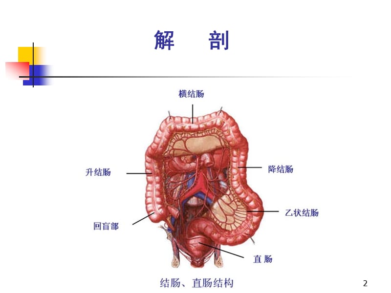 结肠直肠肛管疾病ppt课件_第2页