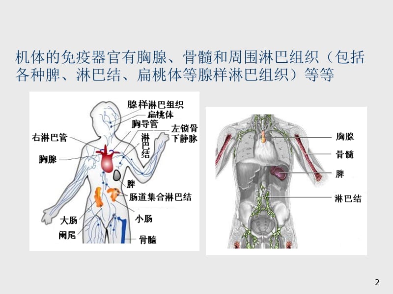 淋巴细胞亚群及其活化状态测定的临床应用 ppt课件_第2页