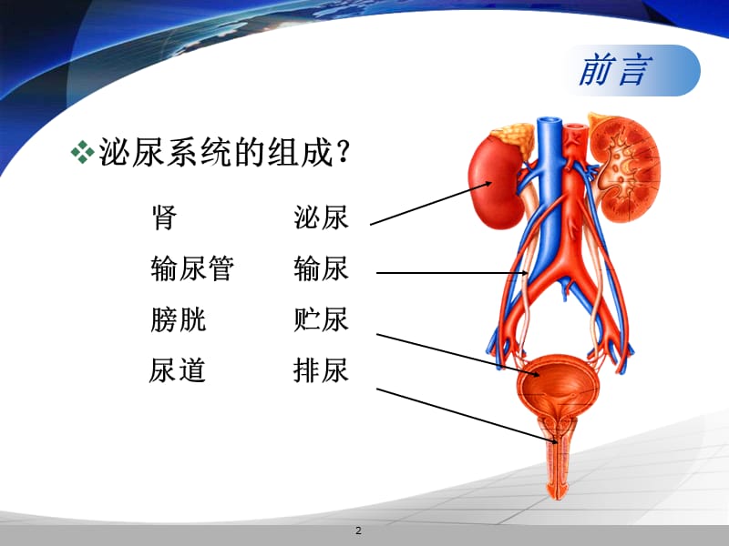 泌尿系统疾病的药物治疗PPT课件_第2页