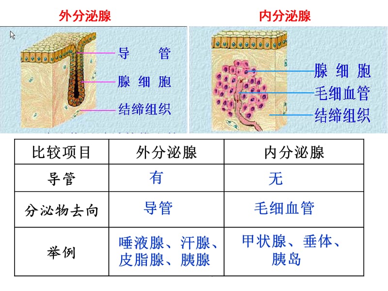 DNA是主要的遗传物质PPT演示课件_第3页