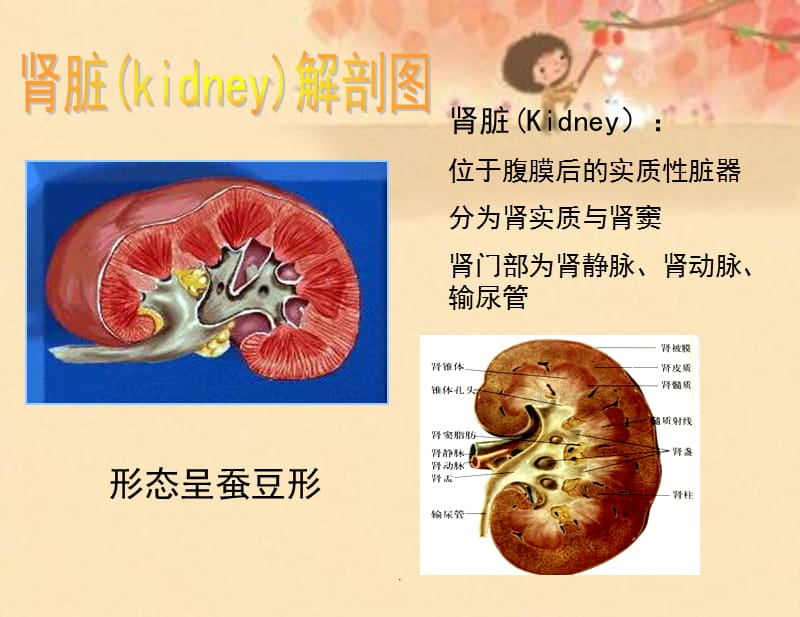 肿瘤病人的护理PPT演示课件_第2页