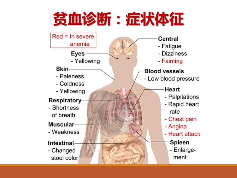 甲状腺激素及抗甲状腺药PPT演示课件_第3页