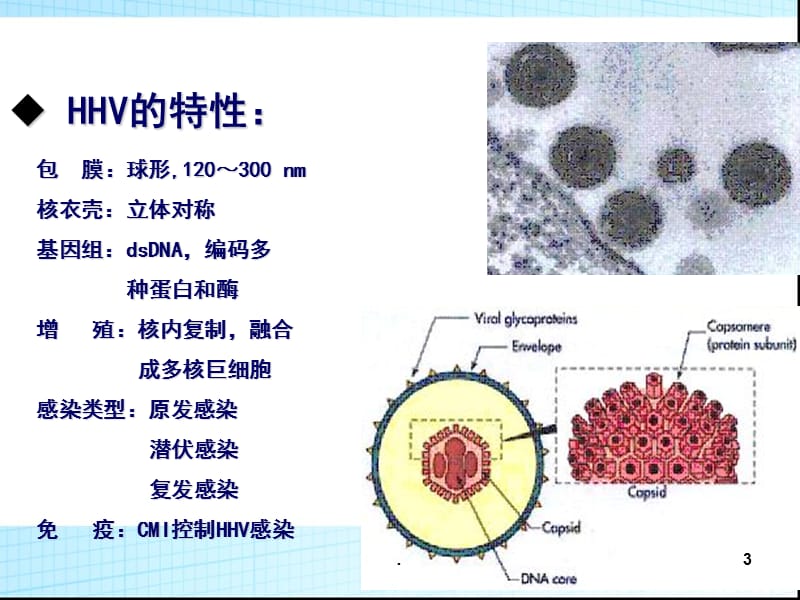 疱疹病毒PPT演示课件_第3页