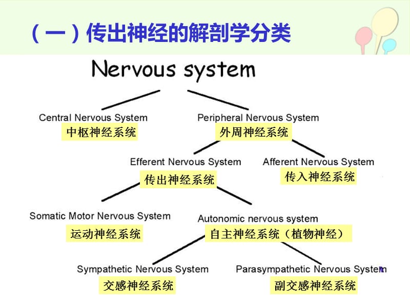 传出神经系统药PPT演示课件_第3页