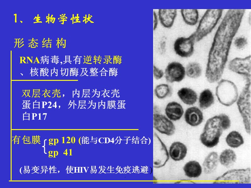 急性冠脉综合症的诊断和治疗PPT演示课件_第3页