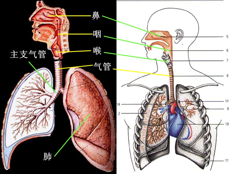 呼吸系统分析PPT演示课件_第3页