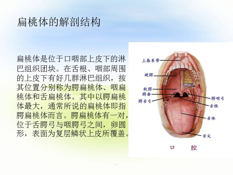 B细胞,体液免疫,抗体PPT演示课件_第2页