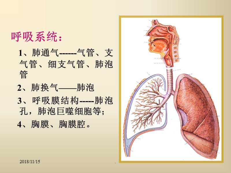 营养素-维生素PPT演示课件_第2页