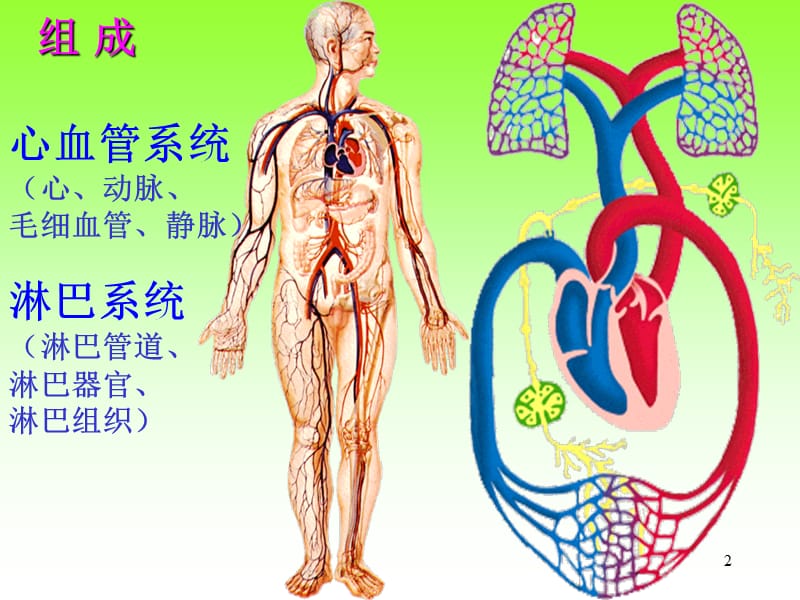 脉总心动脉系统解剖学ppt课件_第2页