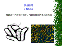 病原微生物之弧菌霍亂 副溶血醫(yī)學(xué)PPT