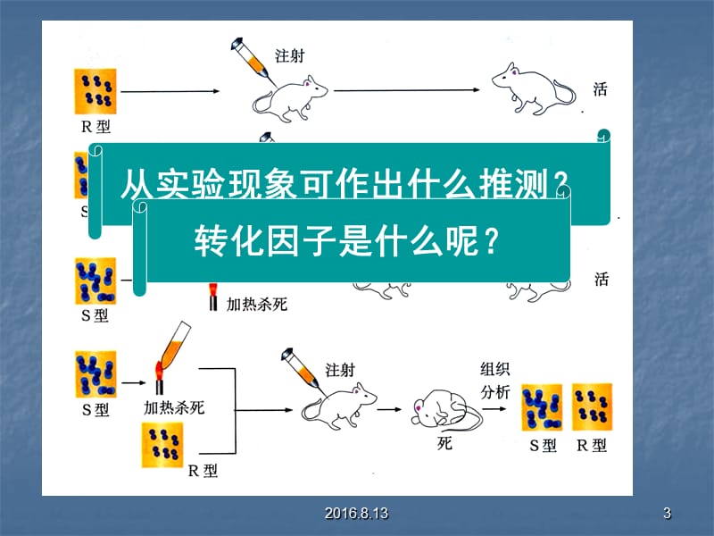 DNA是遗传物质的证据PPT课件_第3页