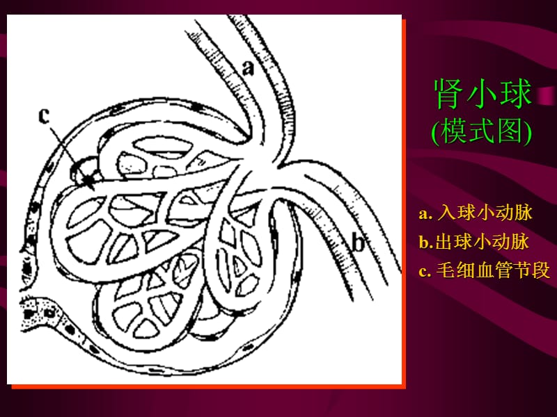 病理学泌尿系统疾病医学PPT_第3页