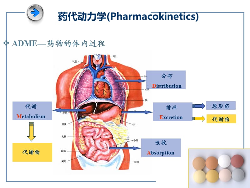 I相II相代谢医学PPT_第3页