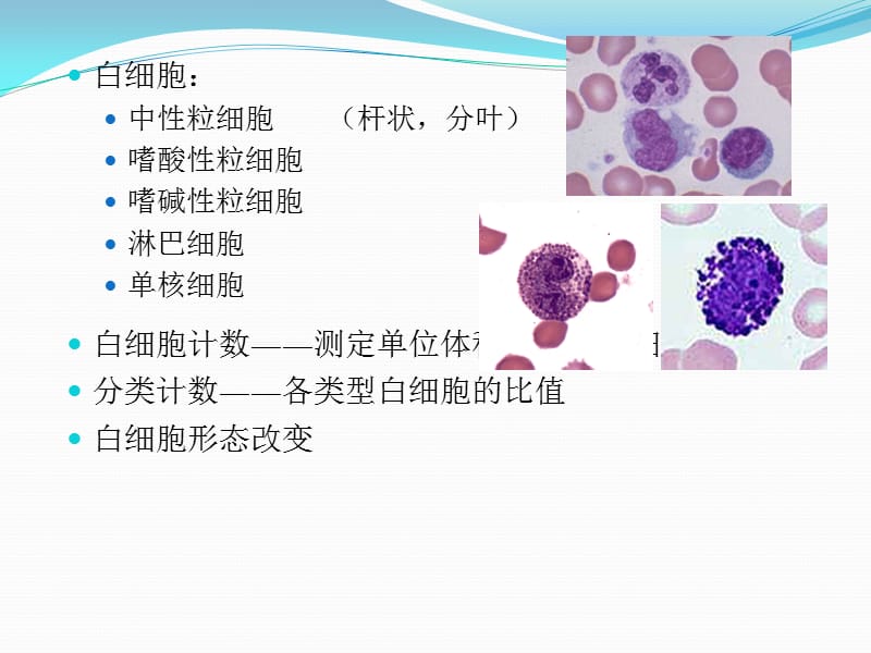 白细胞计数与分类PPT课件_第2页