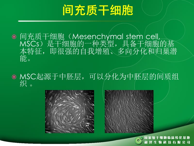 MSC干细胞PPT课件_第2页