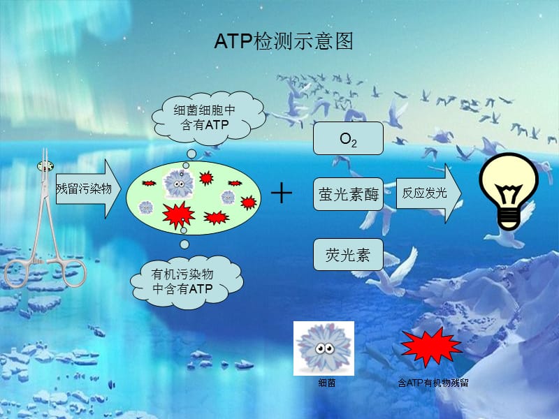 ATP检测技术培训医学幻灯片_第3页