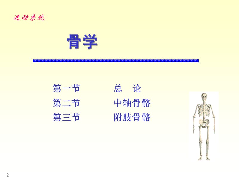 chapter01骨学PPT课件_第2页