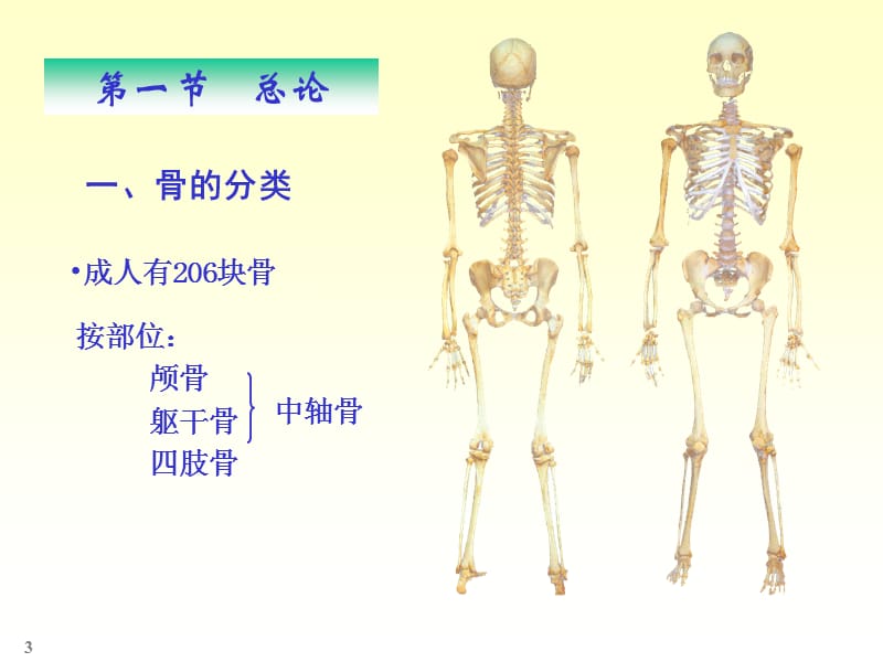 chapter01骨学PPT课件_第3页