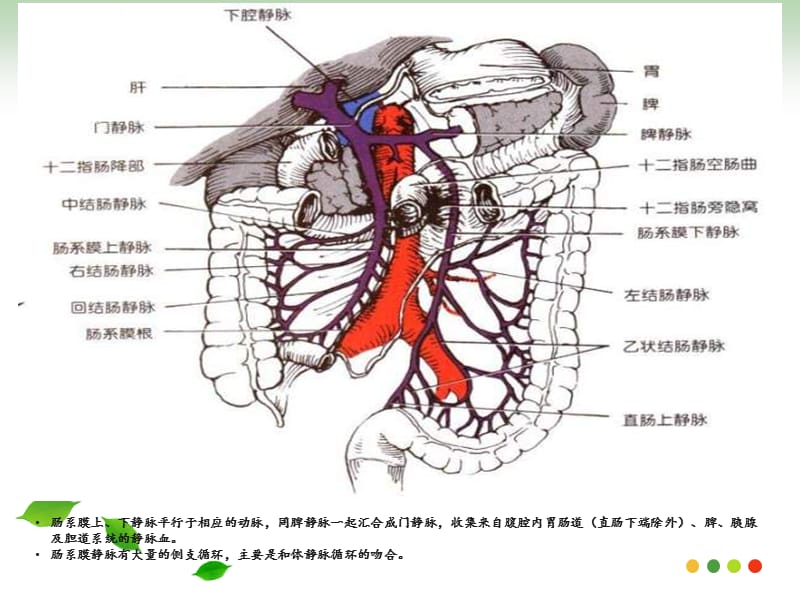 肠系膜静脉血栓形成PPT课件_第2页