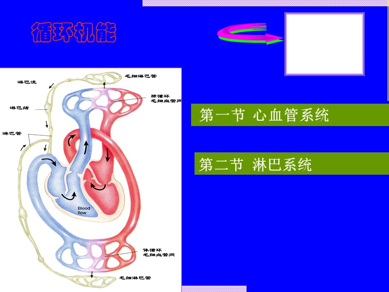 大学人体解剖循环系统医学PPT_第1页