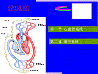 大學(xué)人體解剖循環(huán)系統(tǒng)醫(yī)學(xué)PPT