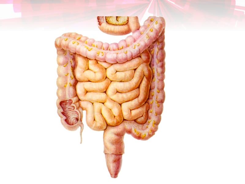 大肠解剖及临床医学PPT_第3页
