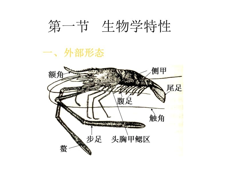 2《特种水产养殖学》-1无脊椎动物养殖-2_第3页