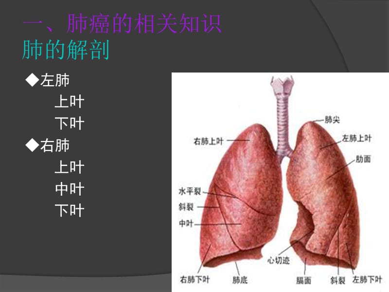 肺癌的护理查房医学PPT_第3页