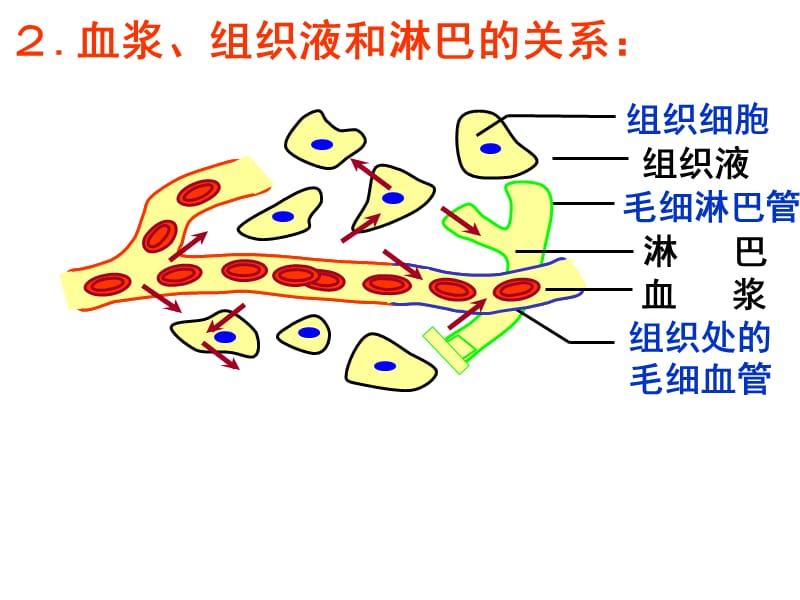 人教版高二生物必修三详细复习知识点PPT课件_第2页