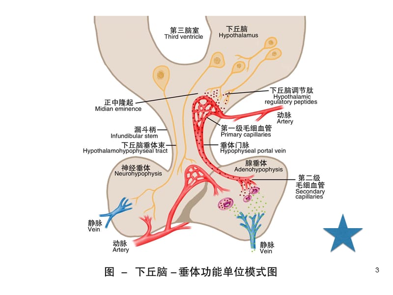 内分泌系统概述PPT课件_第3页