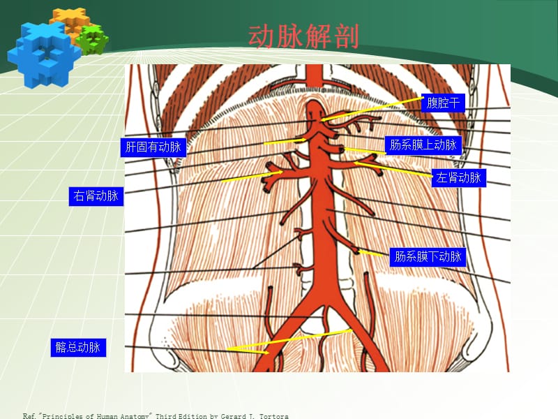 腹主动脉瘤PPT课件_第2页