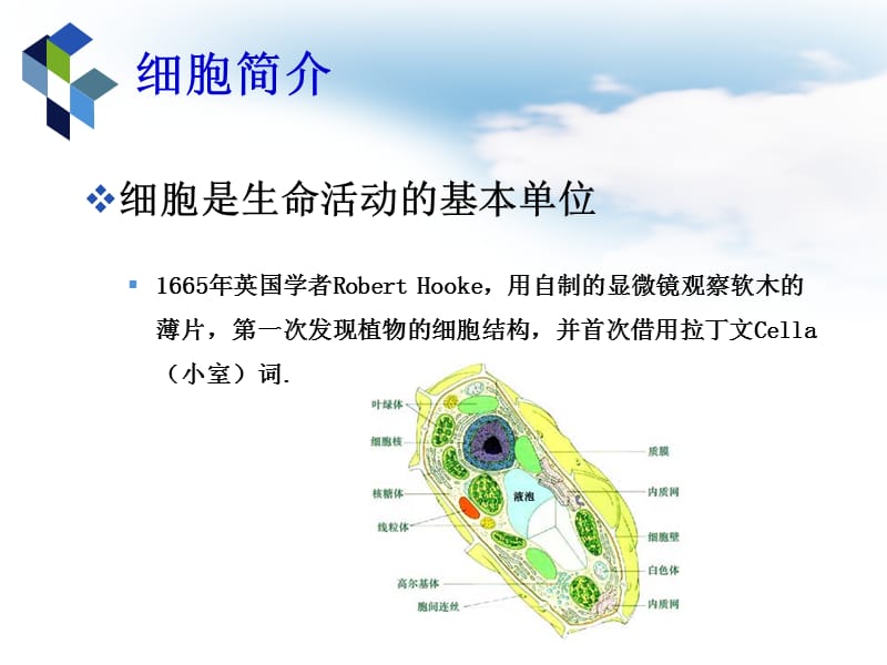 HEK293T细胞培养ppt课件_第3页