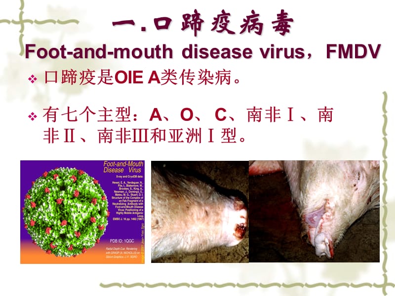 动物微生物的常见病原病毒PPT课件_第2页