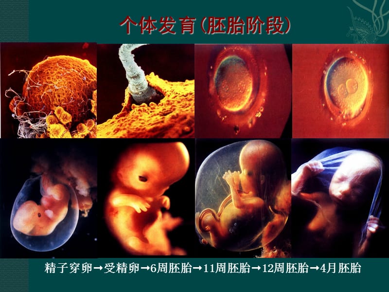 儿童生长发育医学PPT_第3页