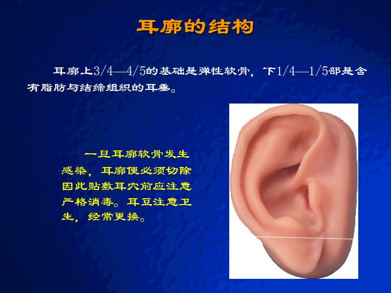 耳穴快速记忆法定位法及各种操作方法PPT课件_第2页