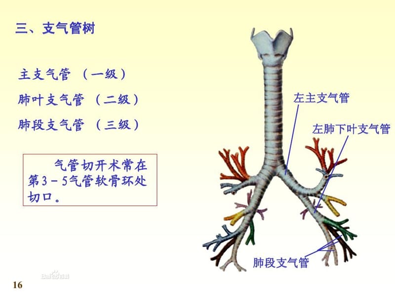 儿科学毛细支气管炎PPT课件_第3页