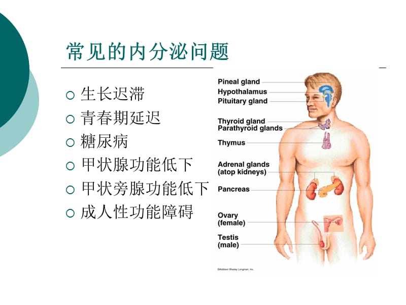 地贫内分泌并发症医学PPT_第3页