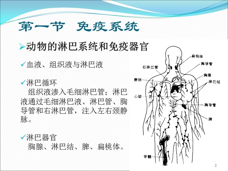 动物的免疫和内分泌系统医学PPT_第2页