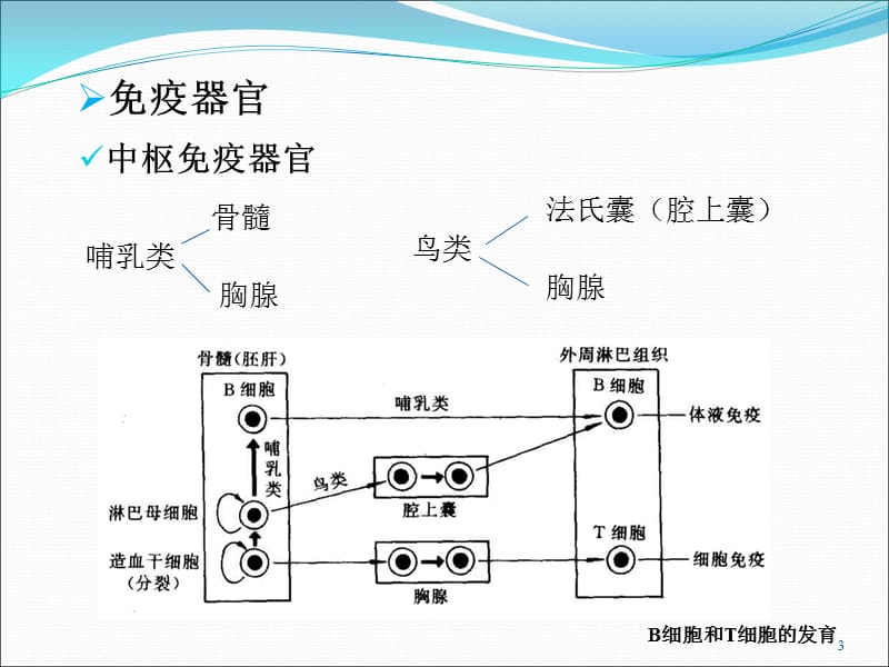 动物的免疫和内分泌系统医学PPT_第3页