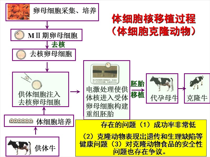 动物细胞融合与单克隆抗体ppt课件_第2页