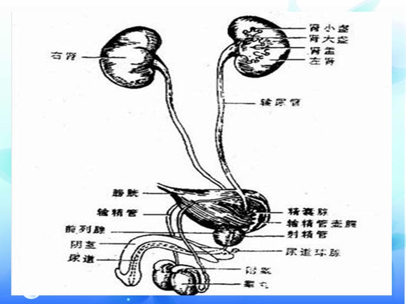 导管相关尿路感染的预防与控制医学PPT_第2页