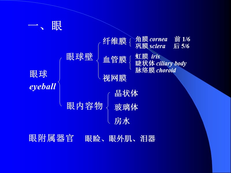 感觉器官PPT课件_第2页