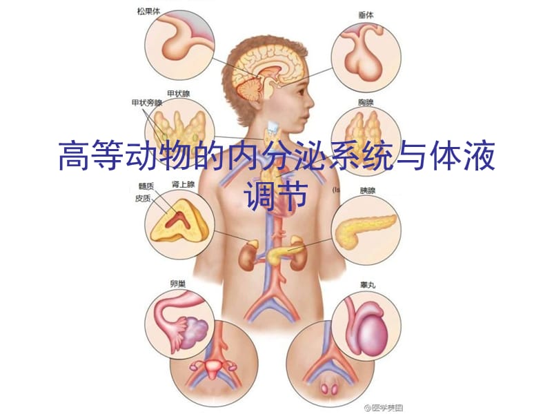 高等动物的内分泌系统和体液调节PPT课件_第1页