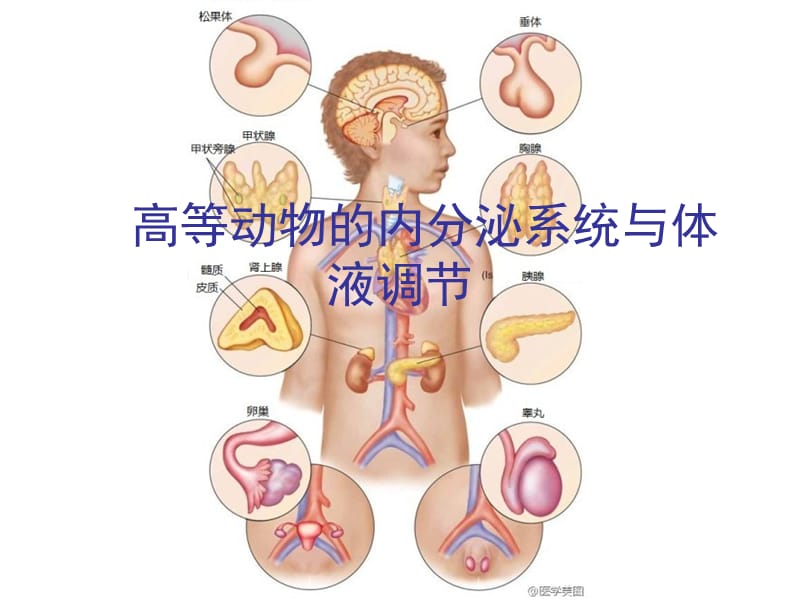 高等动物的内分泌系统和体液调节医学PPT_第1页