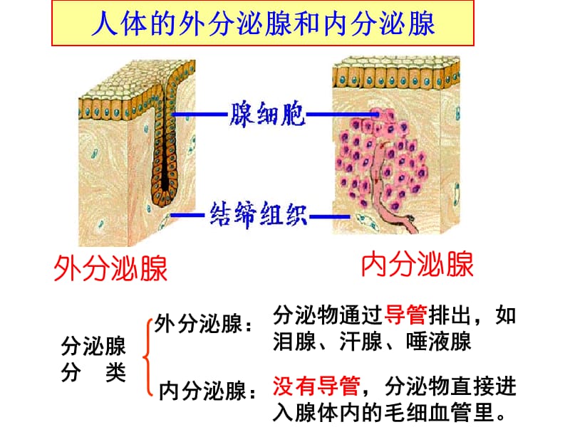 高等动物的内分泌系统和体液调节医学PPT_第3页