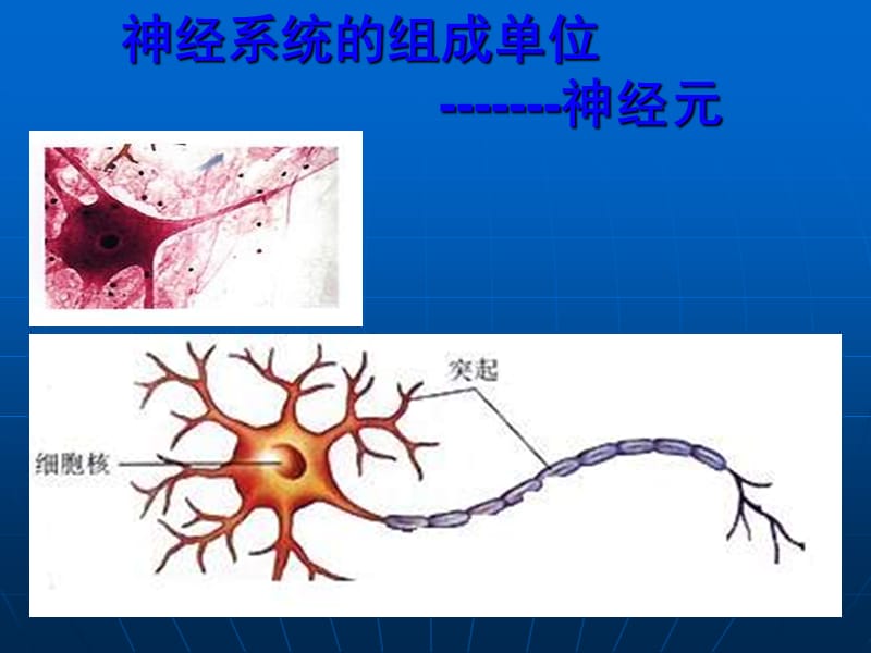 高二生物通过神经系统的调节PPT课件_第3页