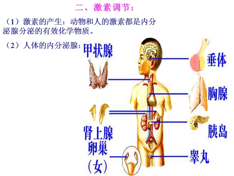 高二生物体液调节PPT课件_第3页